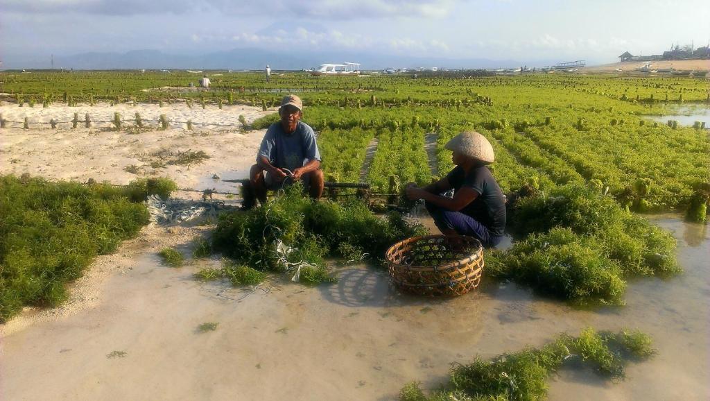Lembongan Made Inn Нуса Лембонган Екстериор снимка
